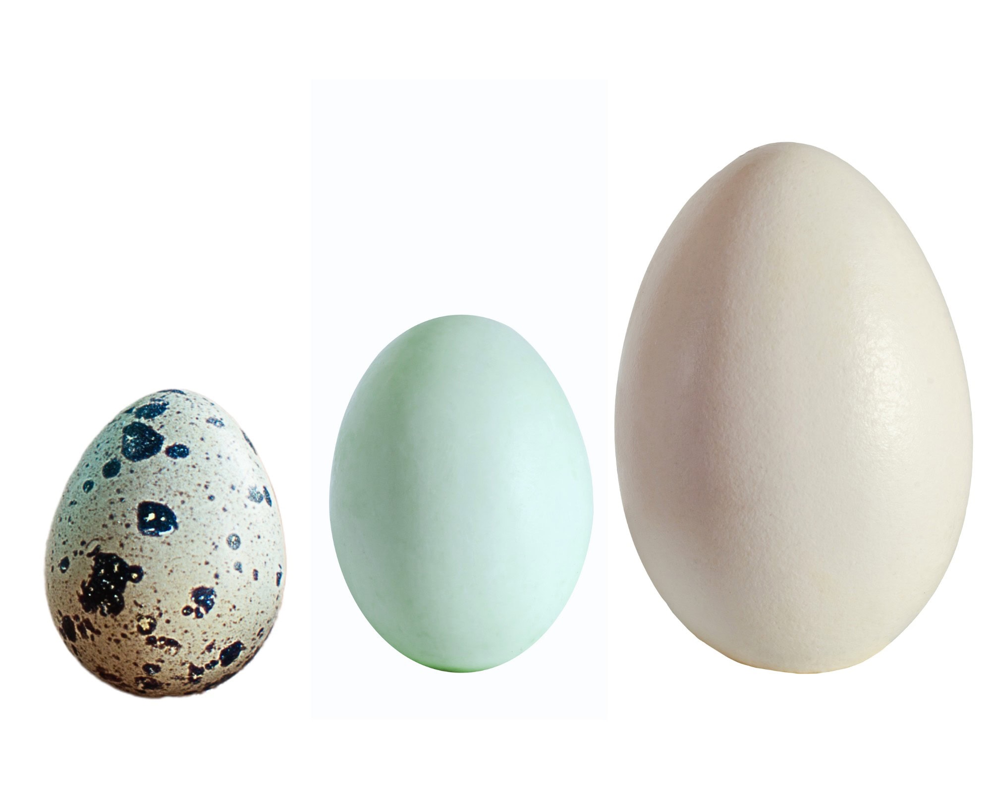 Eggs Unlimited Specialty eggs bulk wholesale Quail Eggs, Duck Eggs, Blue heirloom eggs