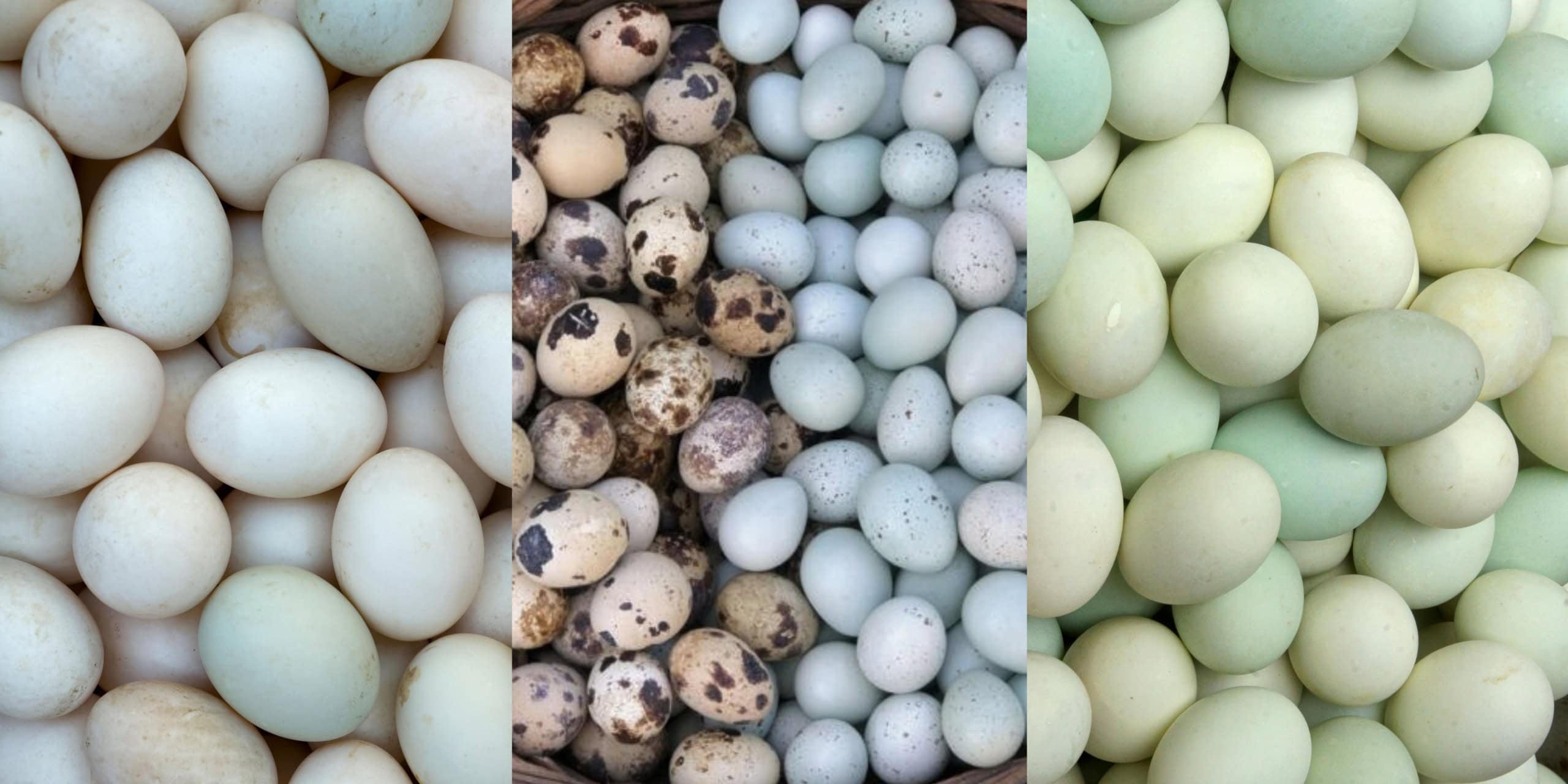 Duck Eggs, Heirloom Eggs, Exotic Eggs, Quail Eggs , Wholesaler eggs, eggs wholesaler, cage free, organic gluten free,