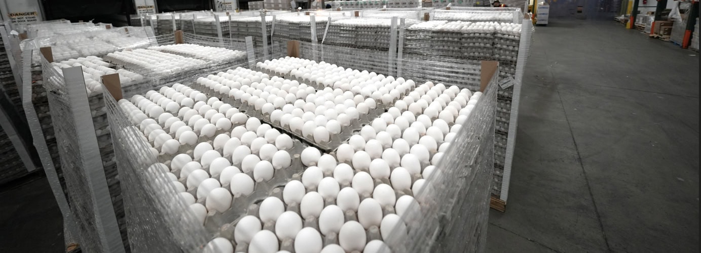 Loose eggs , white eggs,brown eggs, cage free, organic in bulk and truck loads eggs anywhere around the world and united states, eggs unlimited