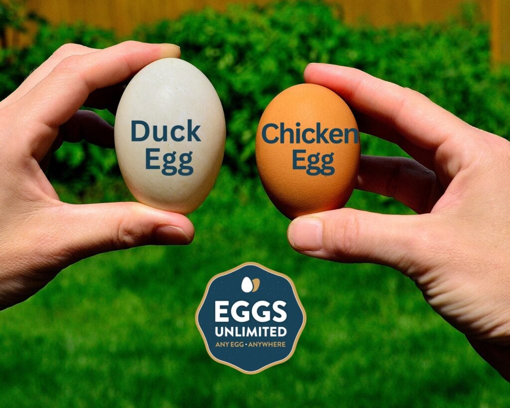 local wholesale Duck Egg from eggs unlimited, and other specialty eggs Eggs Unlimited Specialty eggs bulk wholesale Quail Eggs, Duck Eggs, Blue heirloom eggs 