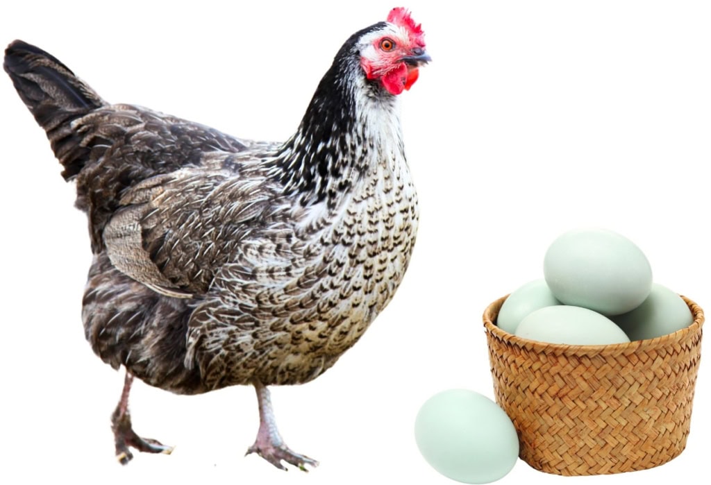 Eggs Unlimited Specialty eggs bulk wholesale Quail Eggs, Duck Eggs, Blue heirloom eggs (3)
