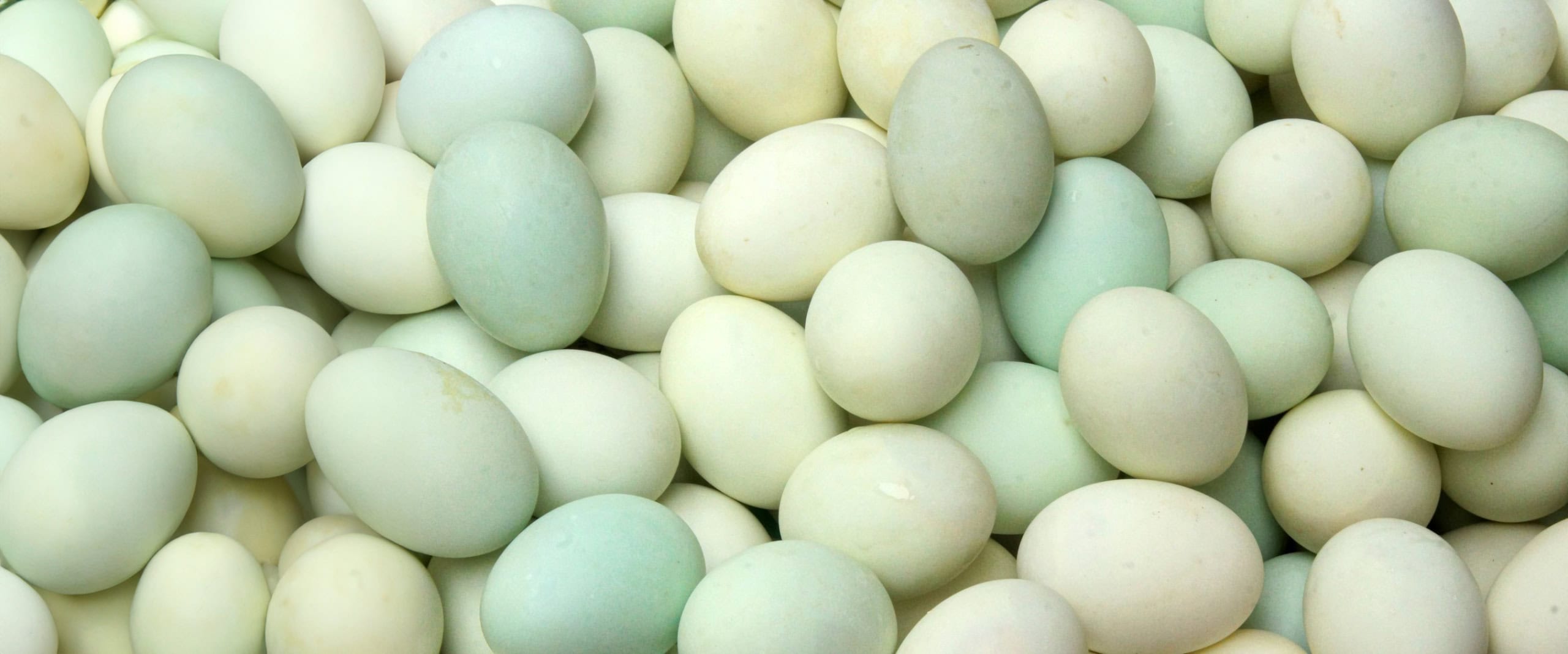 Eggs Unlimited Specialty eggs bulk wholesale Quail Eggs, Duck Eggs, Blue heirloom eggs (3)