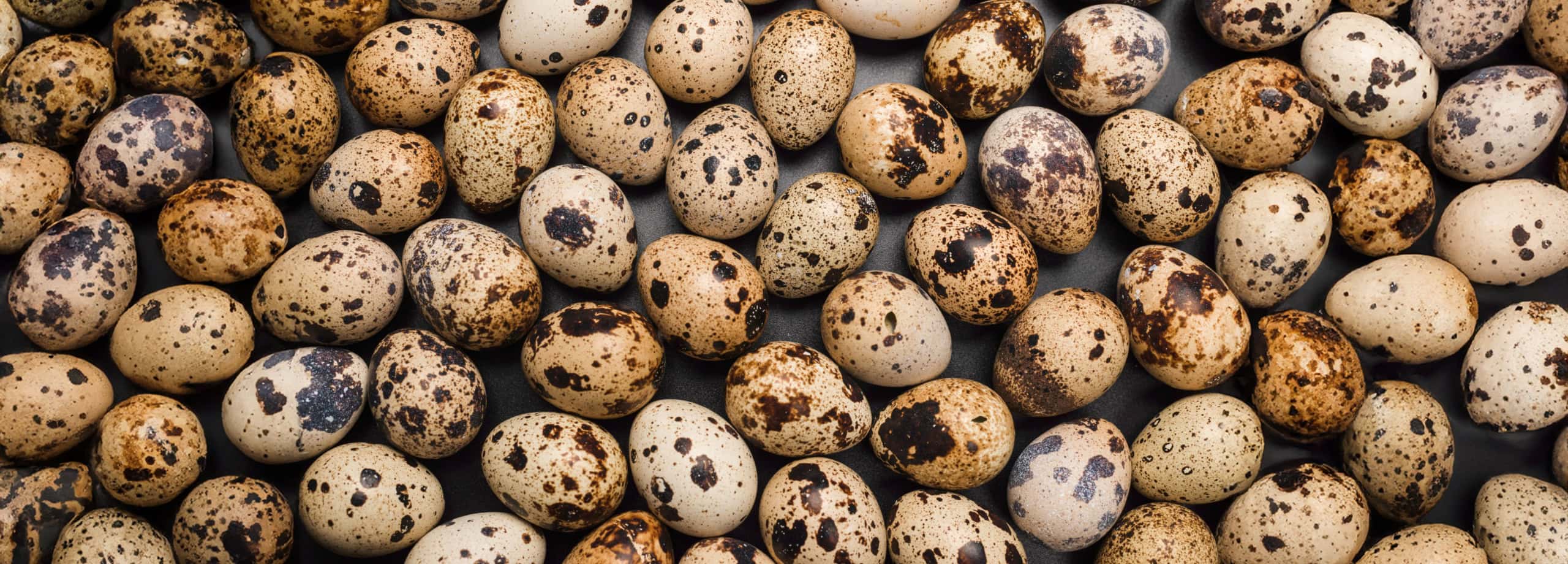 Eggs-Unlimited-Specialty-eggs-bulk-wholesale-Quail-Eggs-Duck-Eggs-Blue-heirloom-eggs-top-scaled
