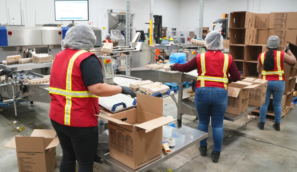 Workers gathering freshly laid eggs from a poultry farm, preparing them for transportation and further handling as part of the egg sourcing operation.