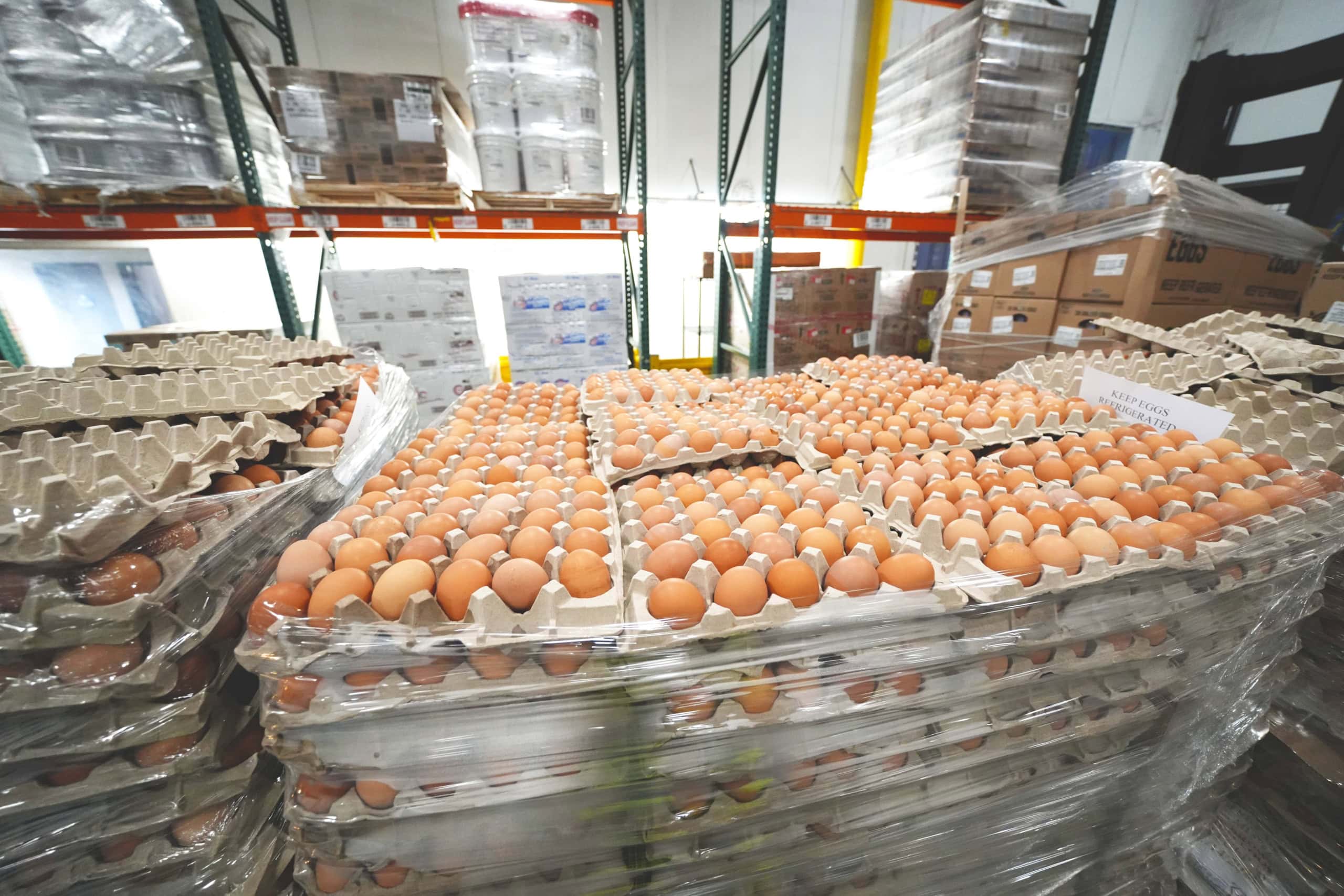 Eggs being collected from hens at a poultry farm, carefully packed into cartons for distribution as part of the egg sourcing process.