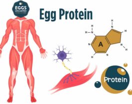 Egg Protein 101: Everything You Need to Know