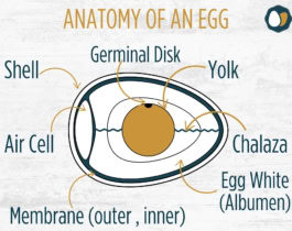 What is an Egg? Anatomy 101